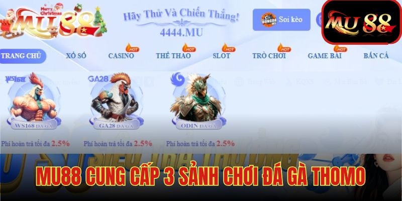 Lựa chọn sảnh cược và trải nghiệm đấu gà Thomo ngay