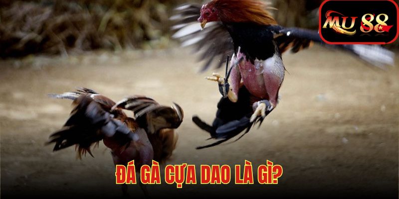 Dao sẽ được lắp vào chân gà để tăng tính sát thương