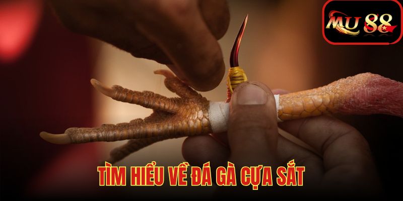 Tìm hiểu về trò chơi chọi gà cựa sắt vang danh