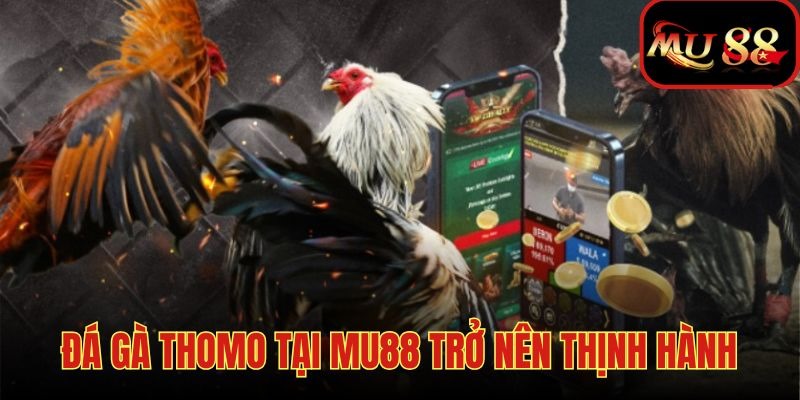 Đá gà Thomo có mặt tại MU88 mang đến trải nghiệm tiện lợi cho người chơi