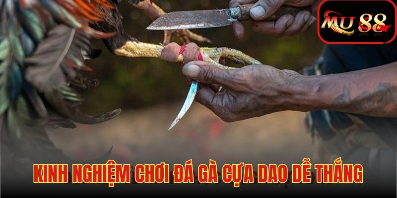 Kinh nghiệm chơi đã gà cựa dao dễ thắng tiền