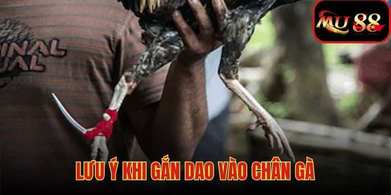 Gắn dao chắc chắn để gà hoạt động tốt